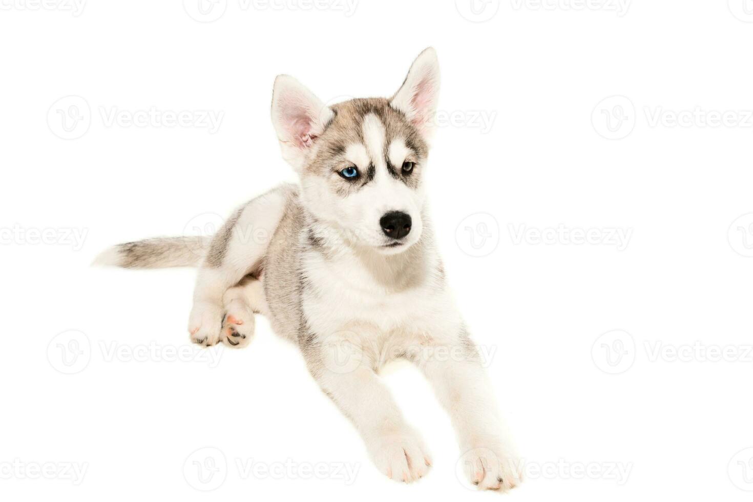 Cute little husky puppy isolated on white background photo