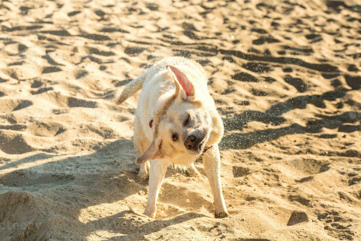 Labrador perdiguero perro en playa. Labrador batidos apagado agua foto