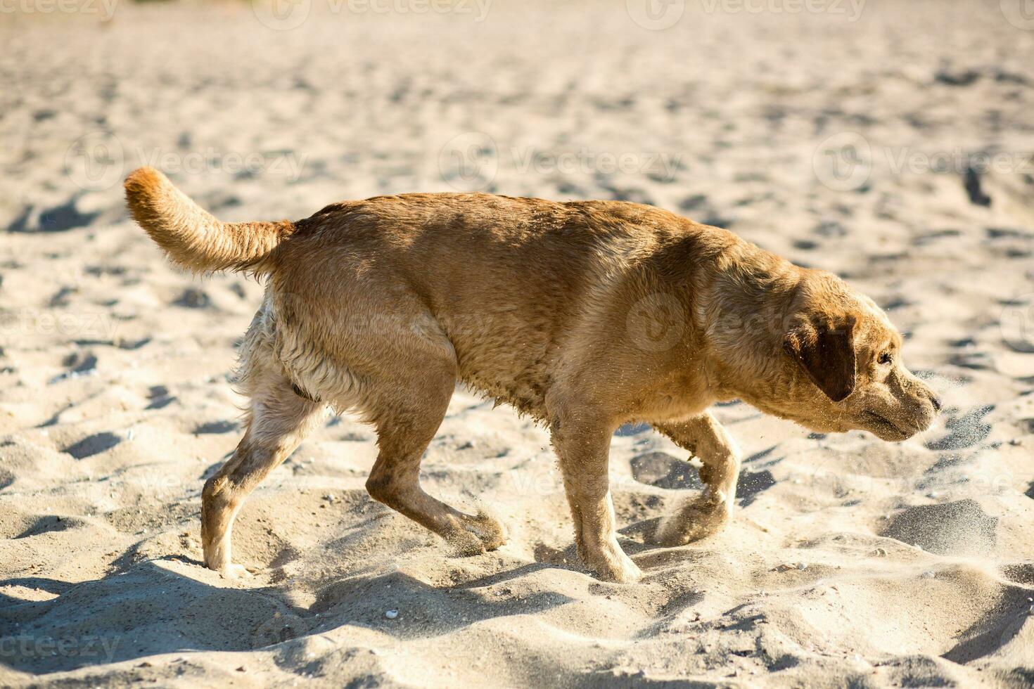 Labrador retriever dog on beach photo