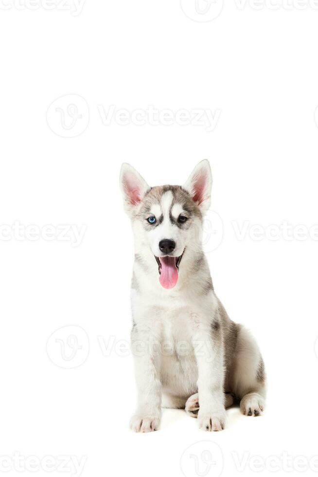 Siberian Husky puppy isolated on a white background photo