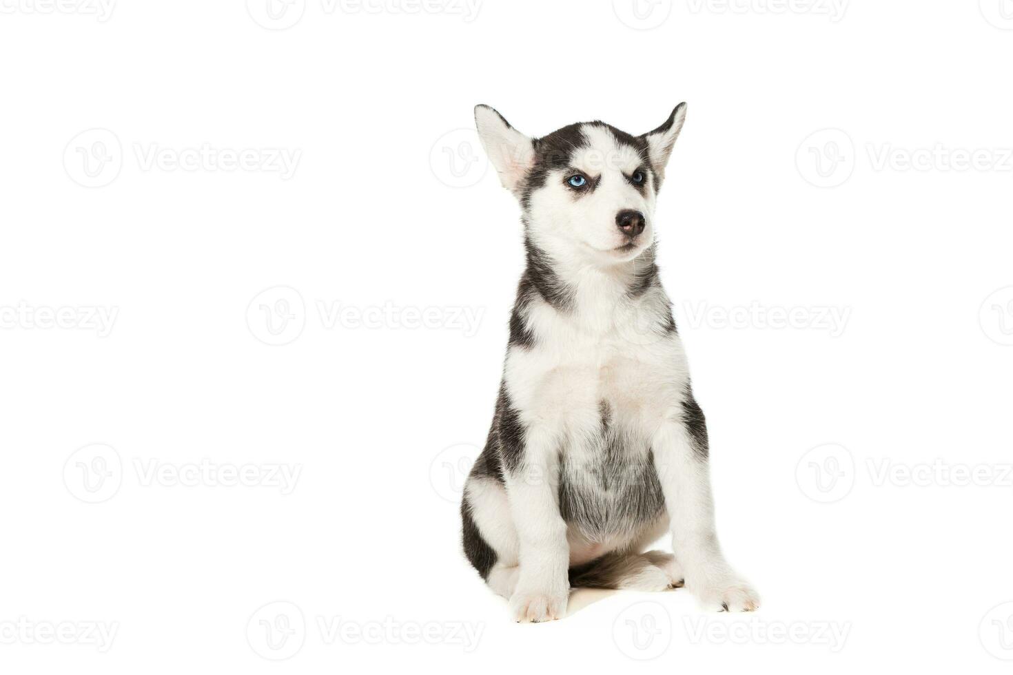 Siberian Husky puppy isolated on a white background photo