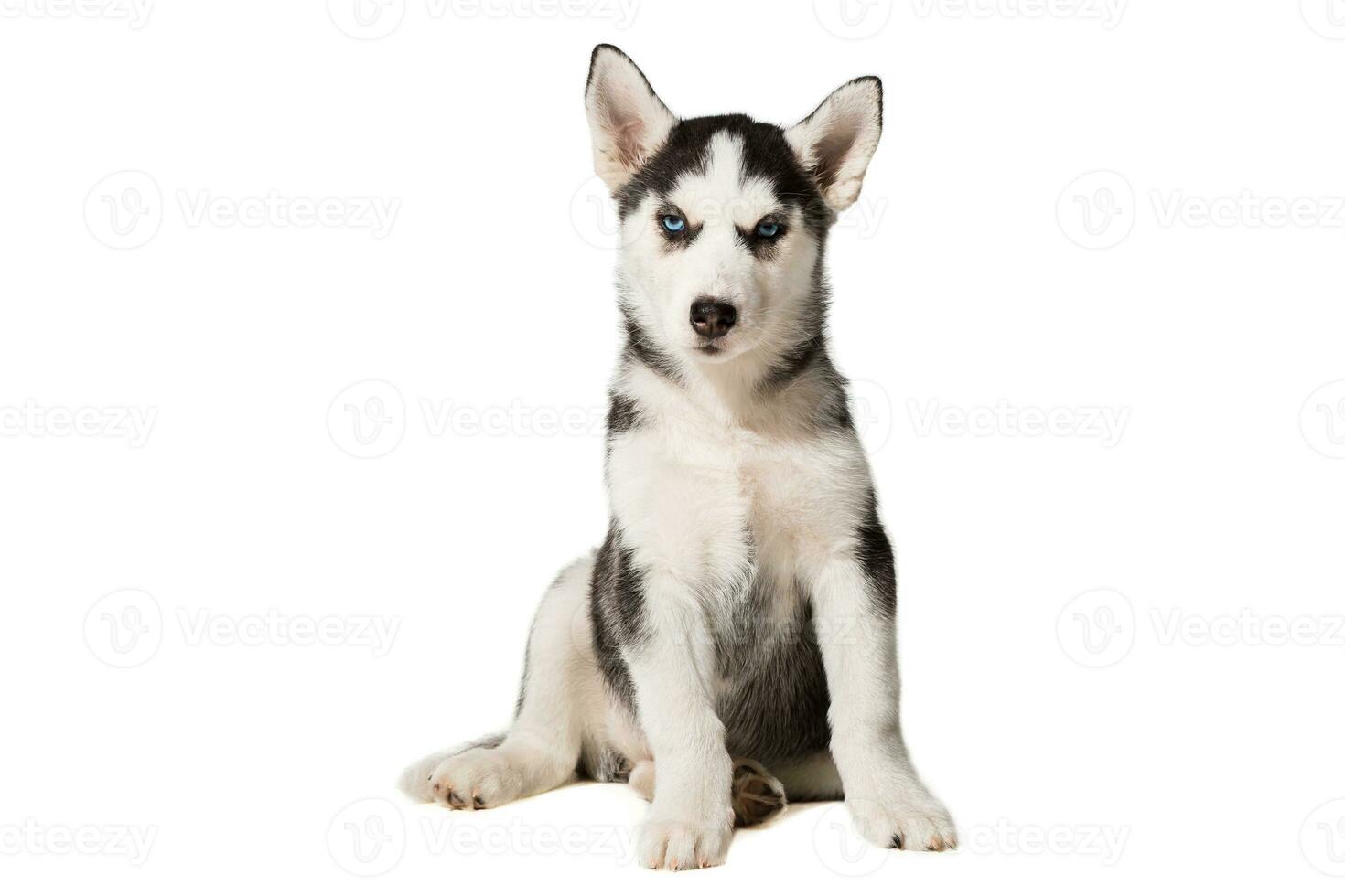 Siberian Husky puppy isolated on a white background photo