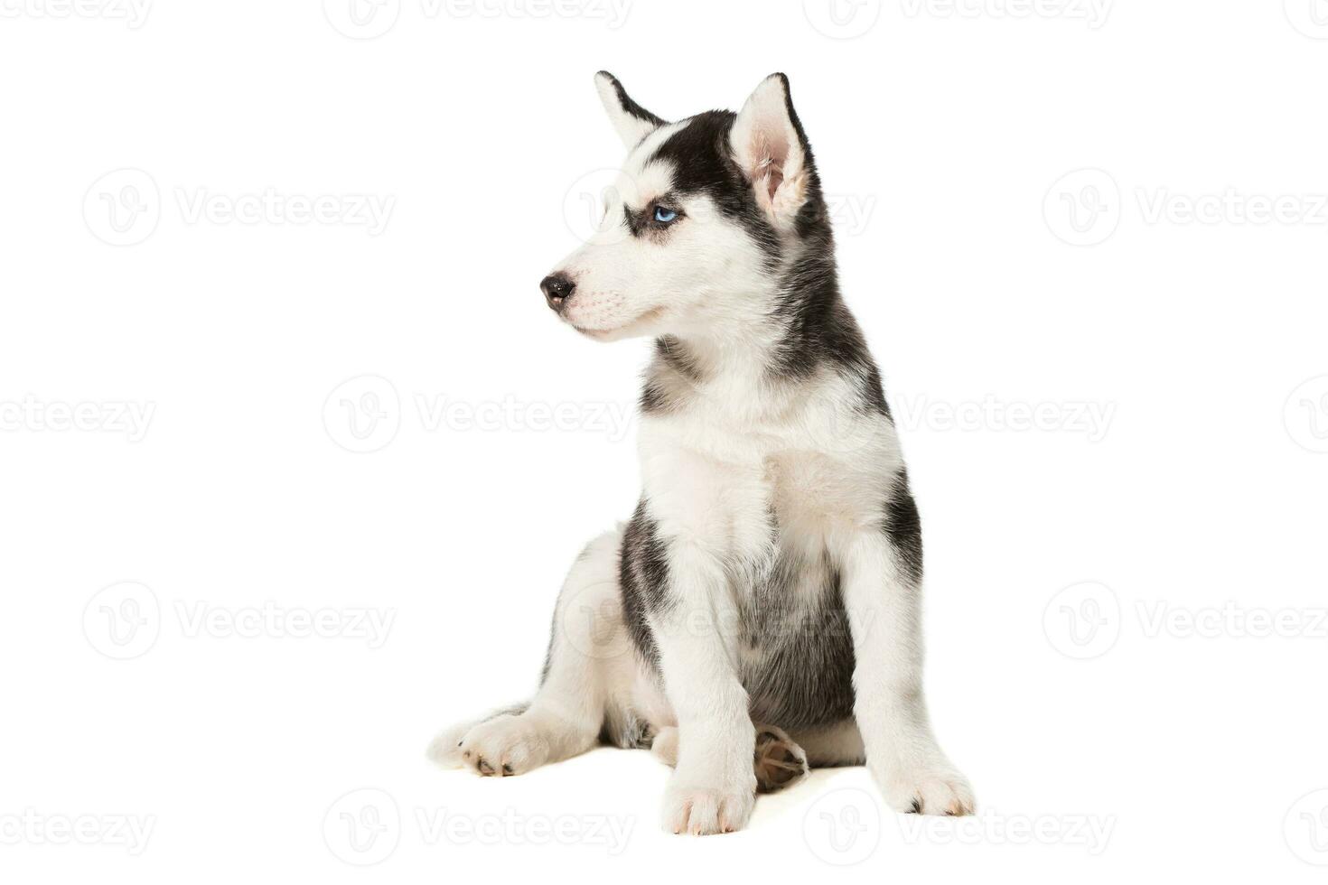 Siberian Husky puppy isolated on a white background photo