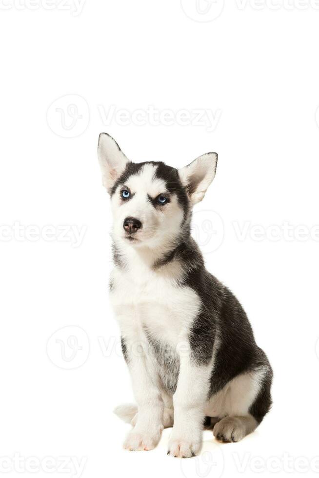 Siberian Husky puppy isolated on a white background photo