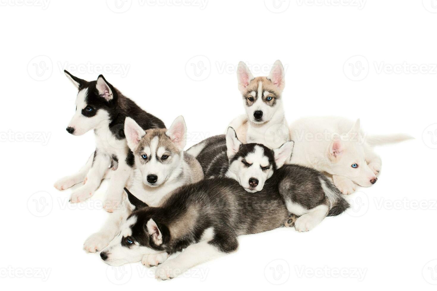 group of happy siberian husky puppies on white photo