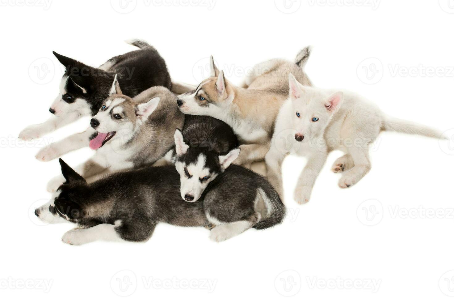 group of happy siberian husky puppies on white photo