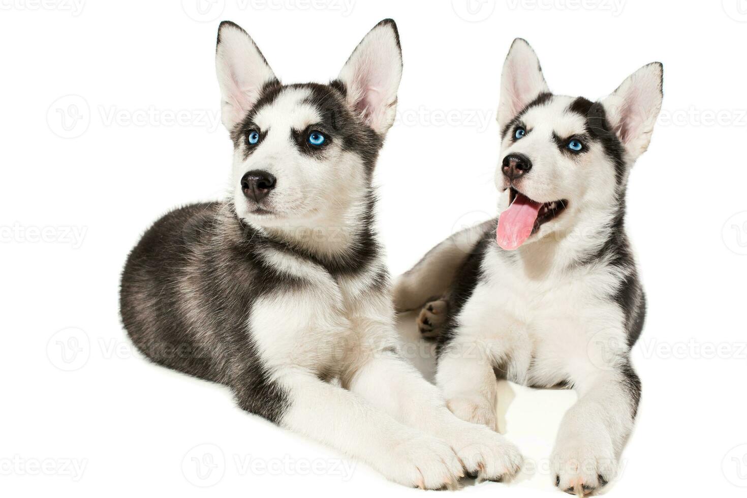 two little cute puppy of Siberian husky dog with blue eyes isolated photo