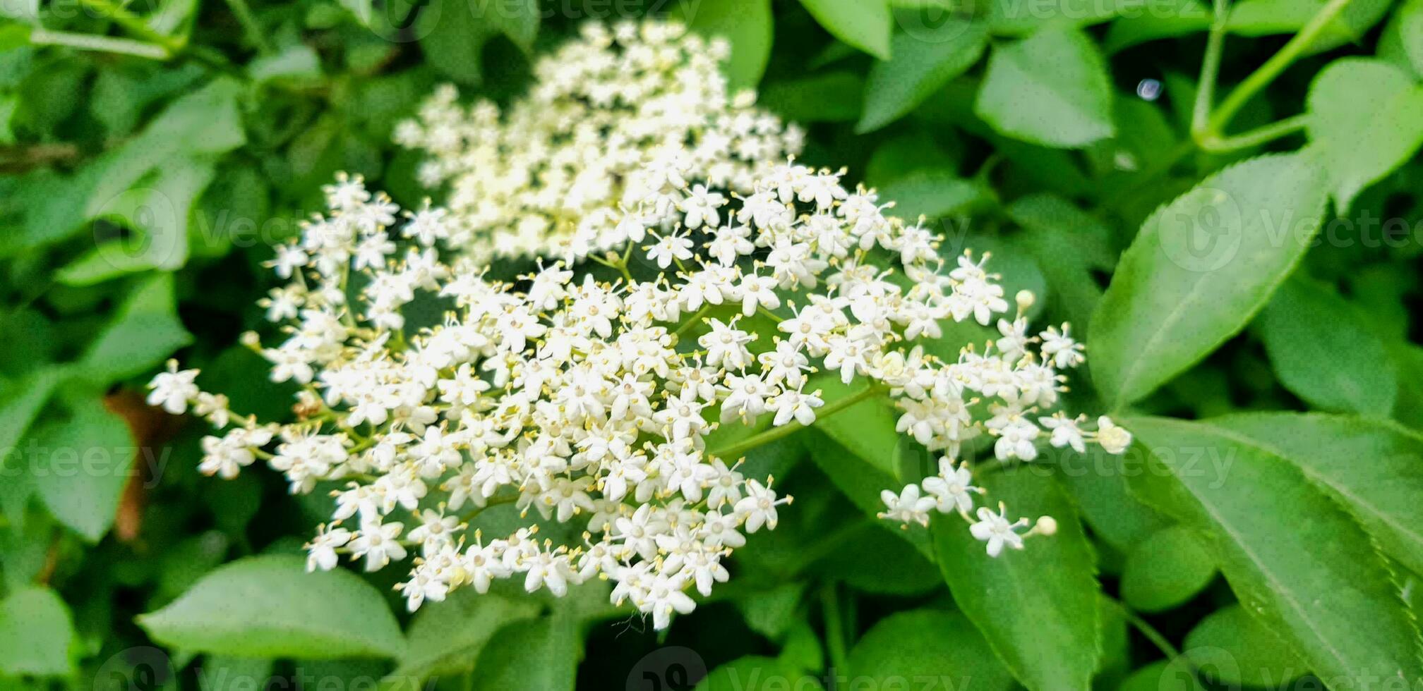 a white flower with green leaves in the background photo