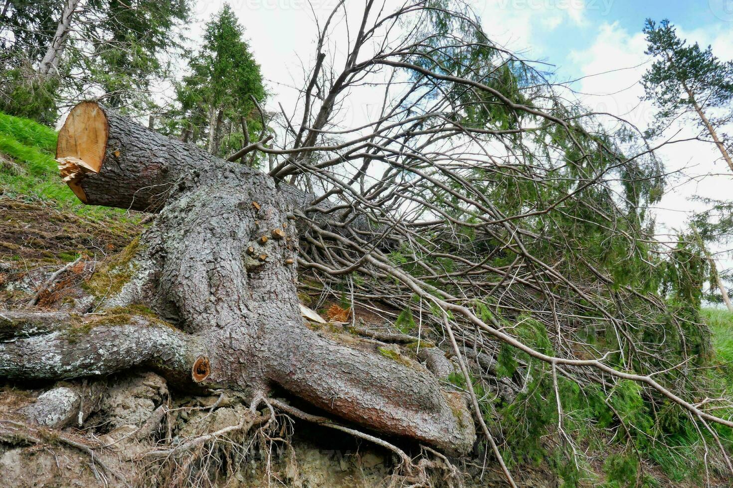 a large tree that has fallen over photo