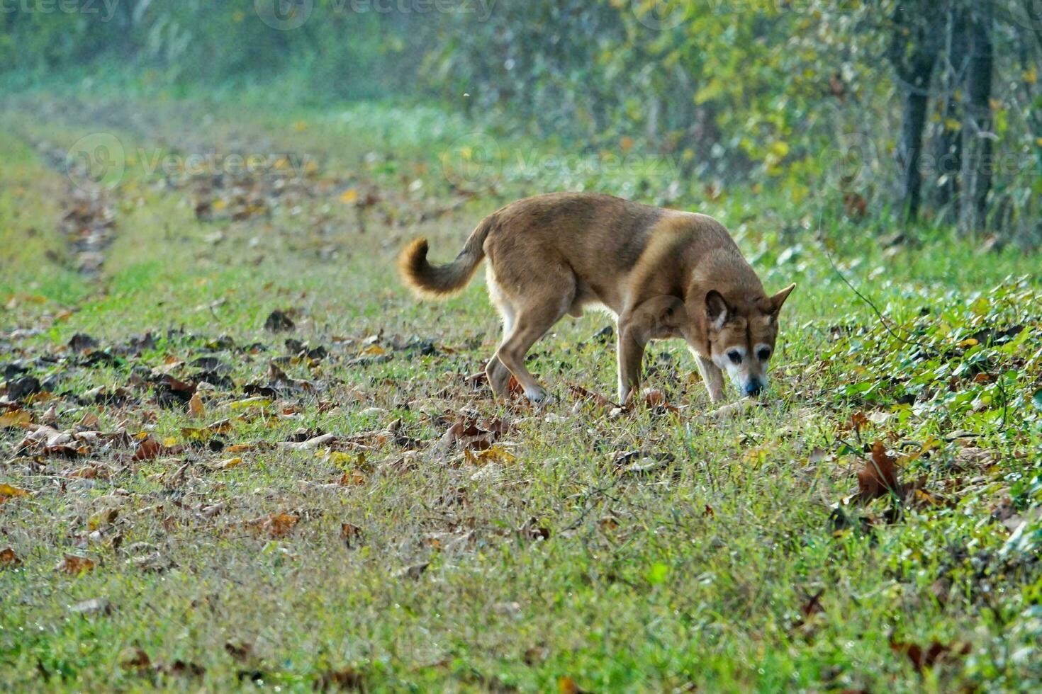 a dog is walking on the grass in the morning photo