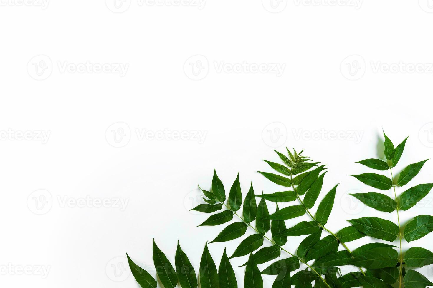 Green leaf branches on white background. flat lay, top view photo