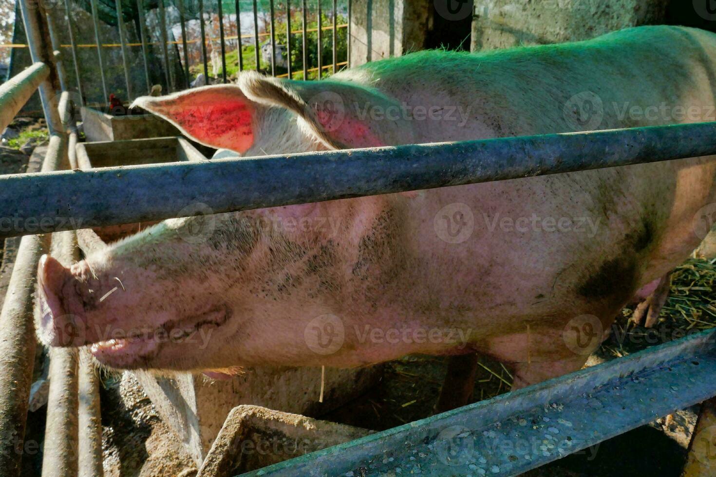 a pig is standing in a pen photo