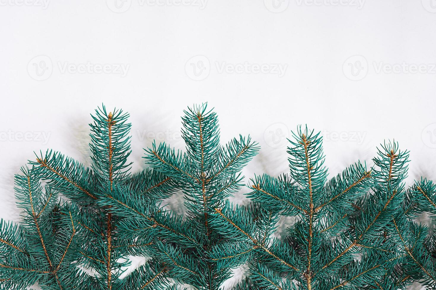 Green Christmas fir tree branches isolated on white background. photo