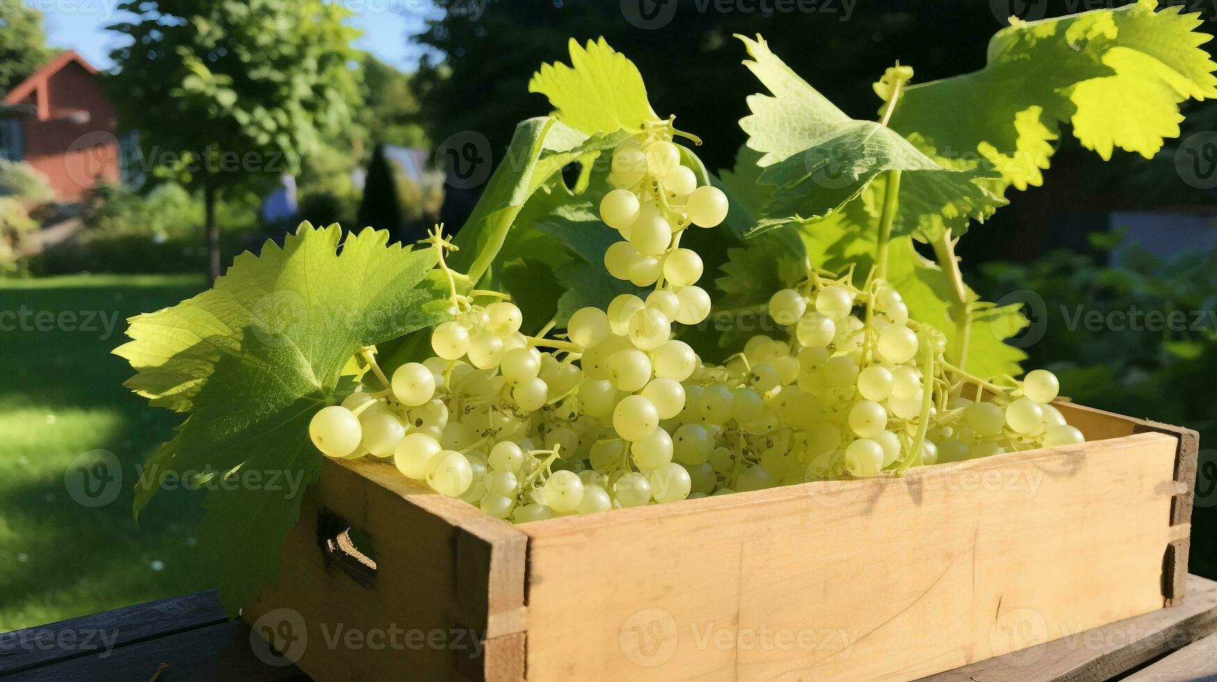 Freshly picked White currant fruit from garden placed in the boxes. Generative AI photo