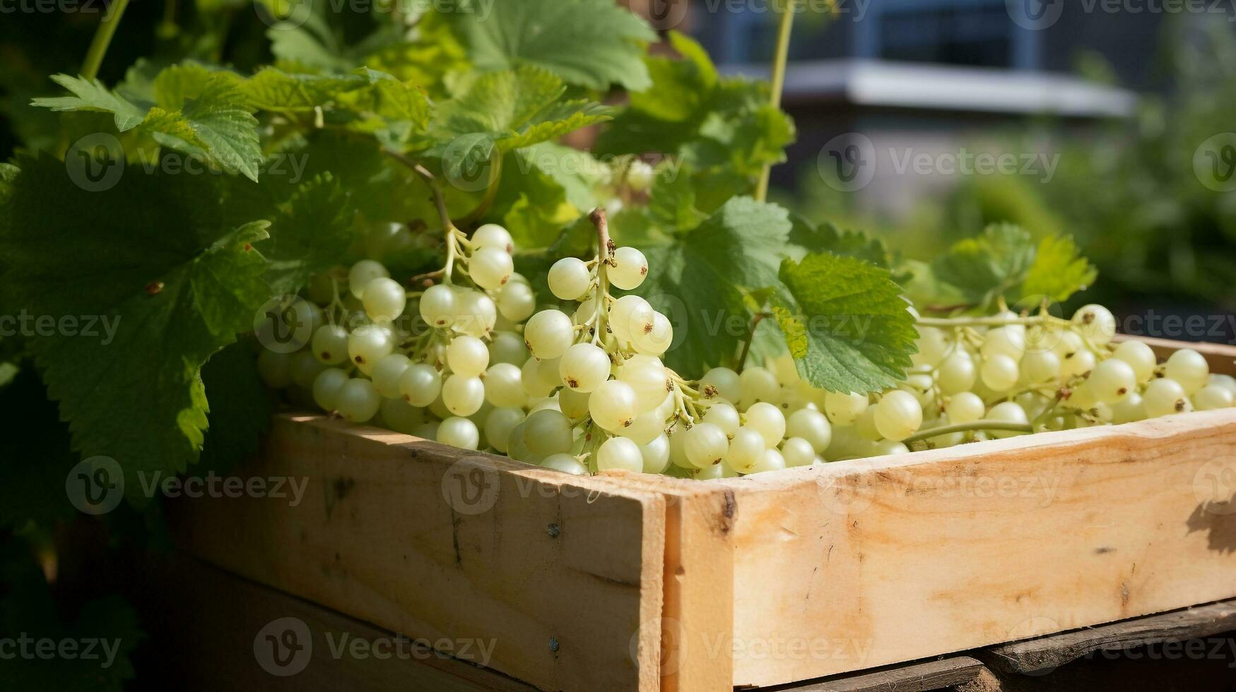 Freshly picked White currant fruit from garden placed in the boxes. Generative AI photo