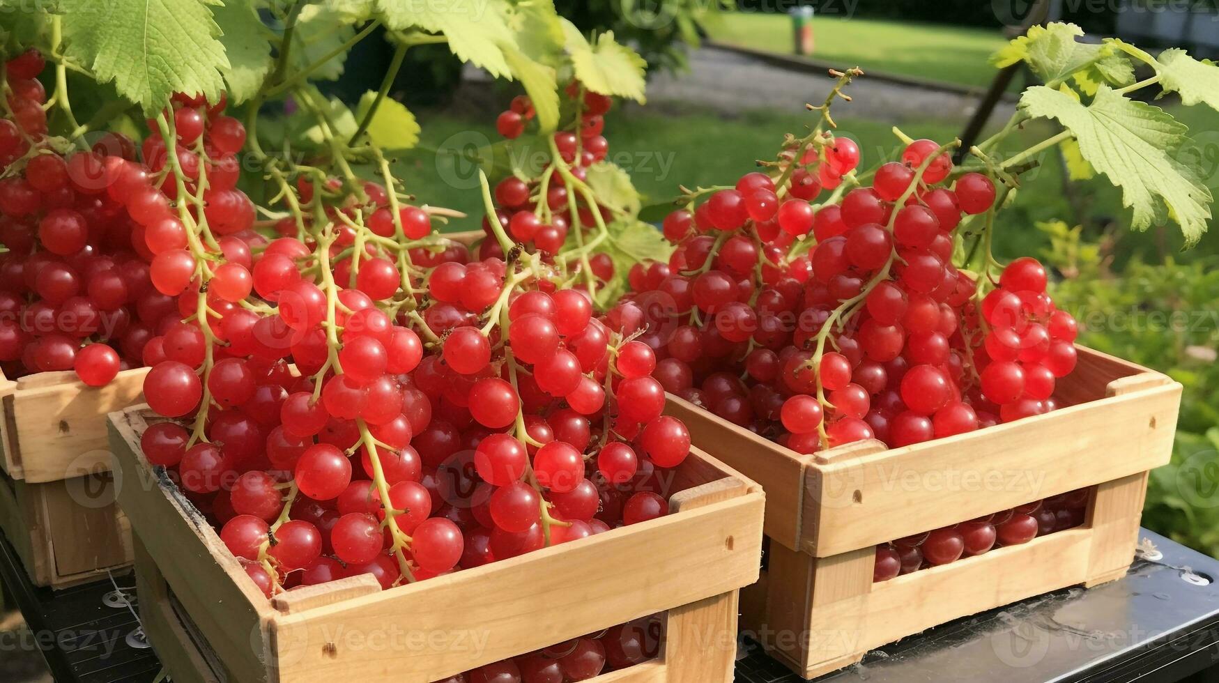 Freshly picked Red currant fruit from garden placed in the boxes. Generative AI photo