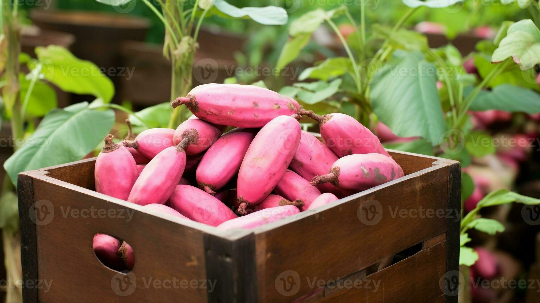 Freshly picked Yam bean fruit from garden placed in the boxes