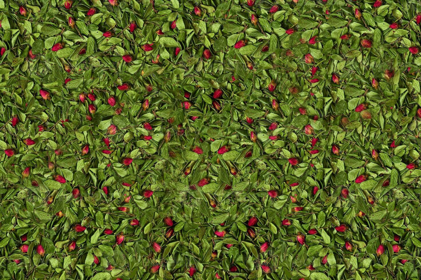 Wallpaper or background of red dried rose buds among green leaves and twigs. Nature and plants. Top view photo