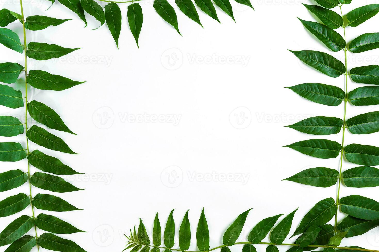 Green leaf branches on white background. flat lay, top view photo