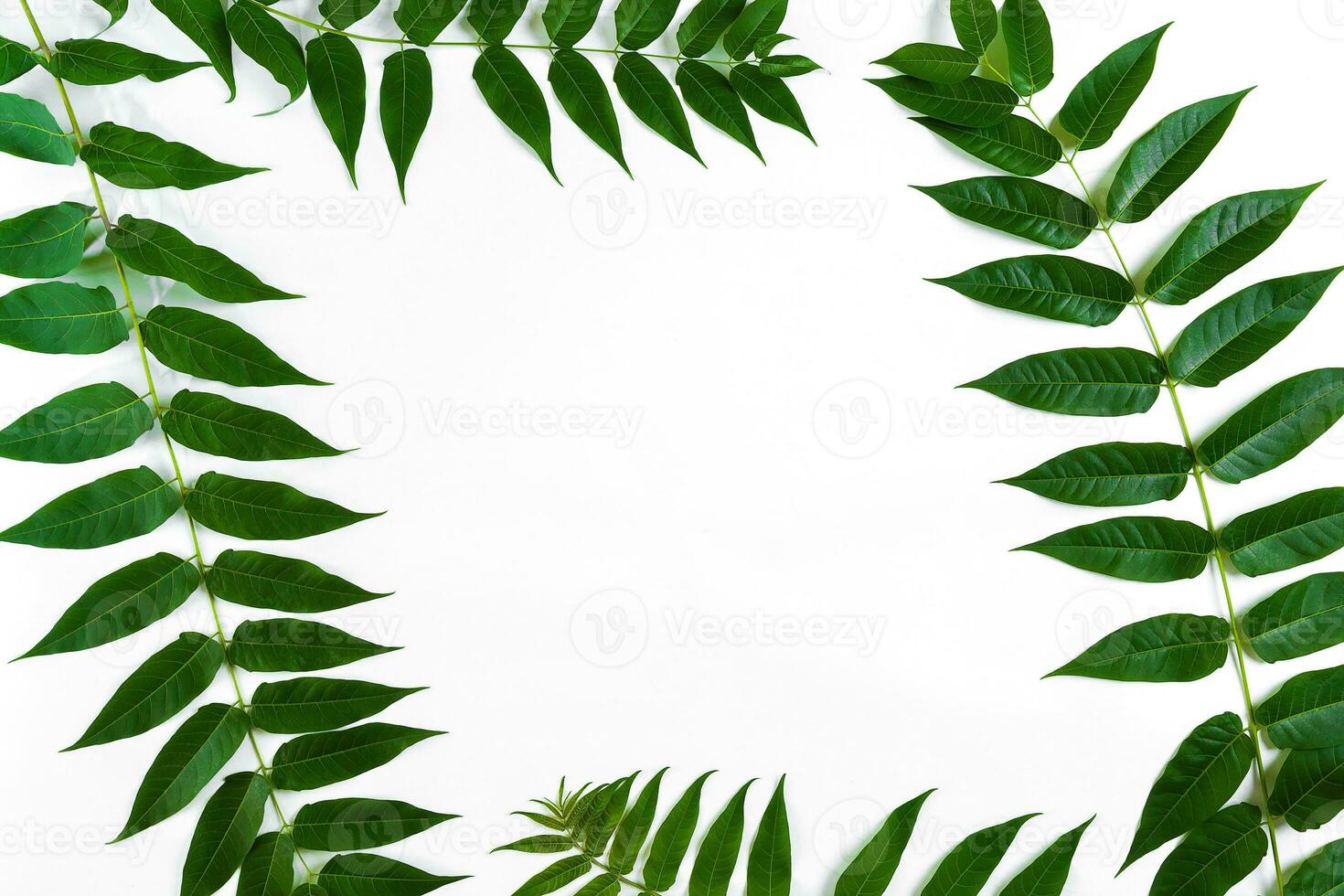 Green leaf branches on white background. flat lay, top view photo