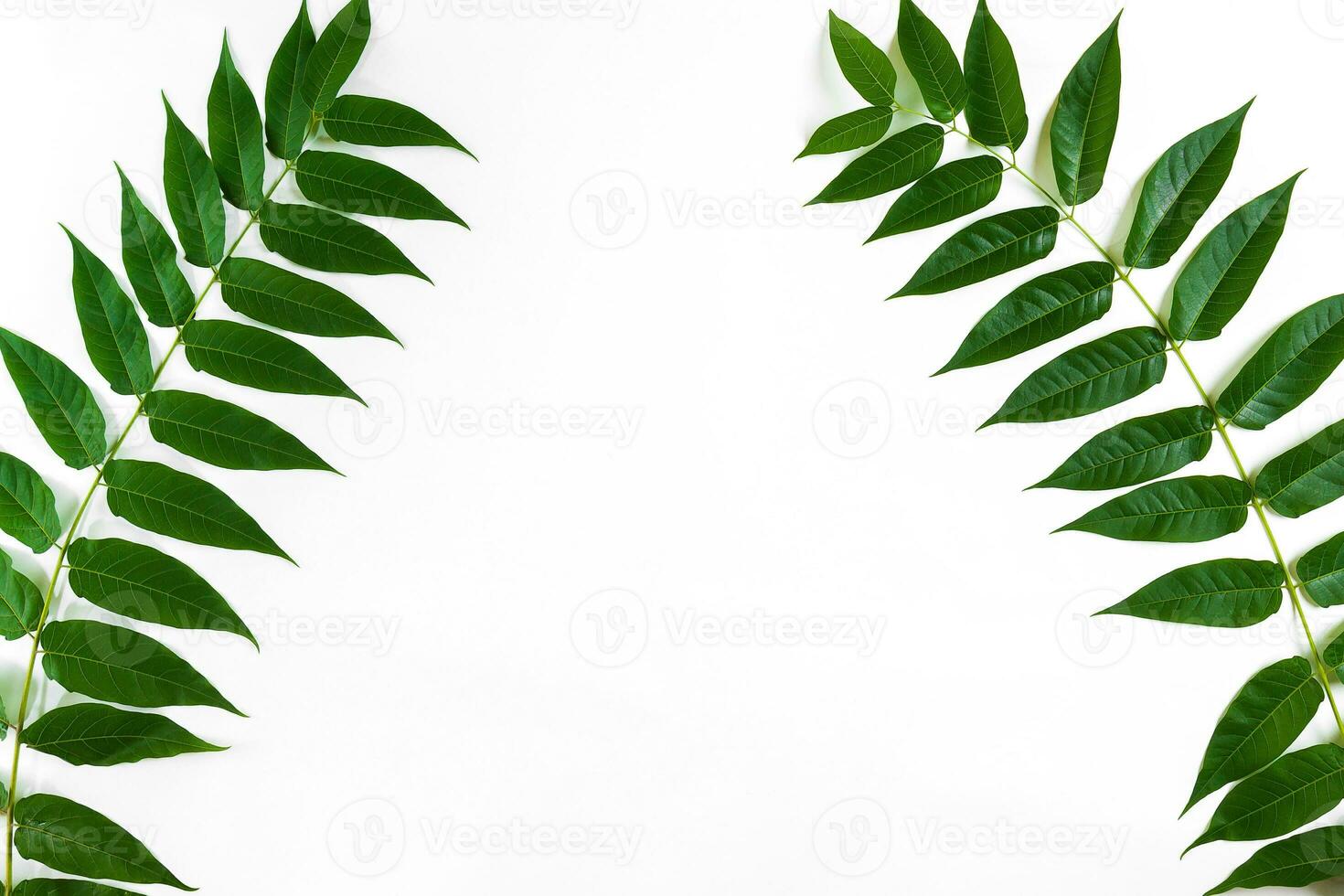 Green leaf branches on white background. flat lay, top view photo