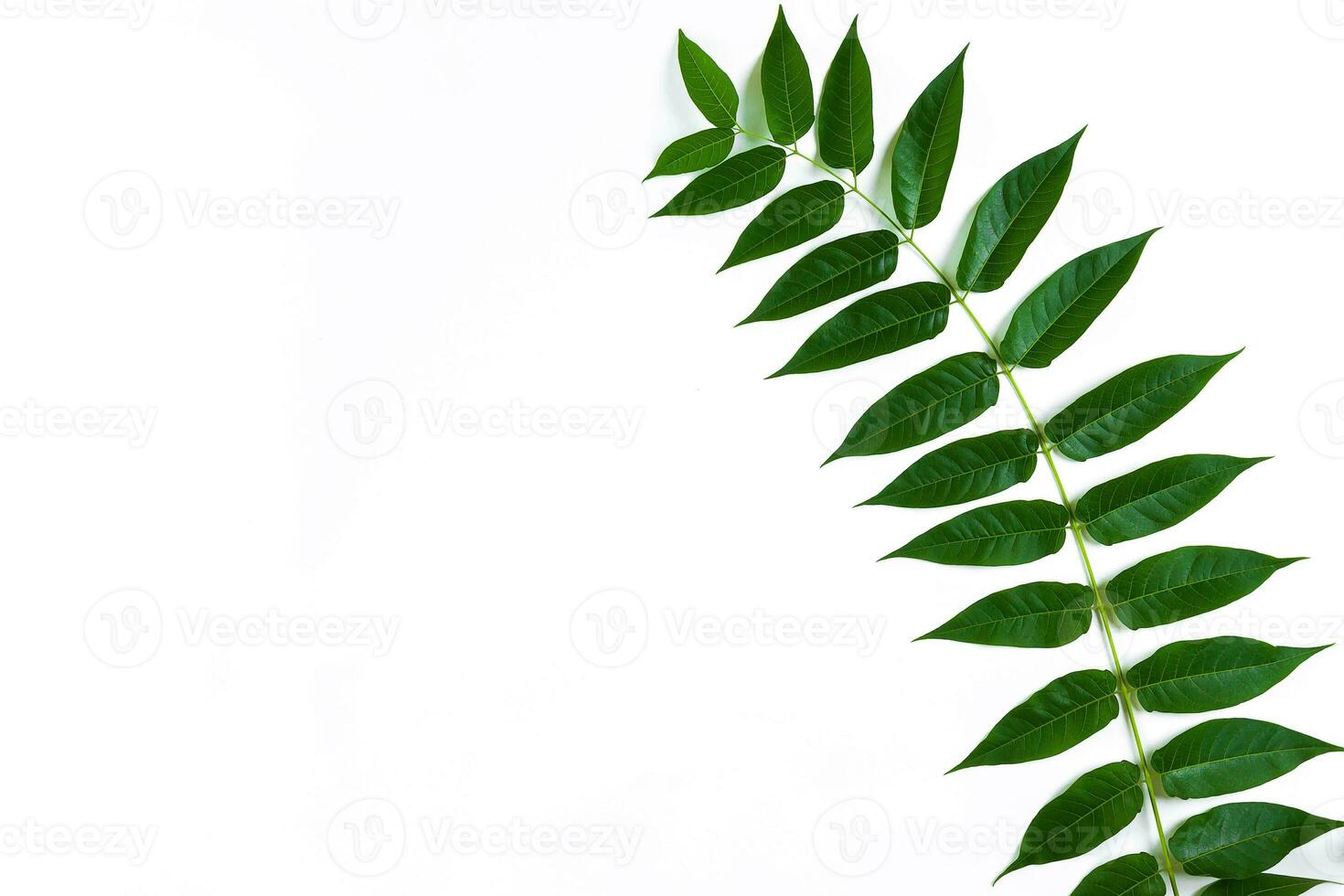 Green leaf branches on white background. flat lay, top view photo