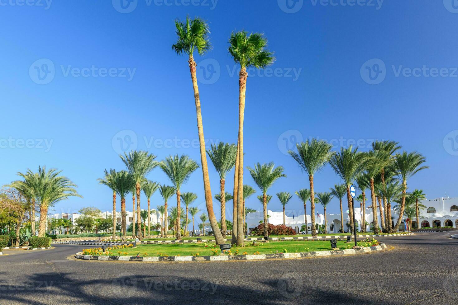 The view to road and palm trees near the hotels photo