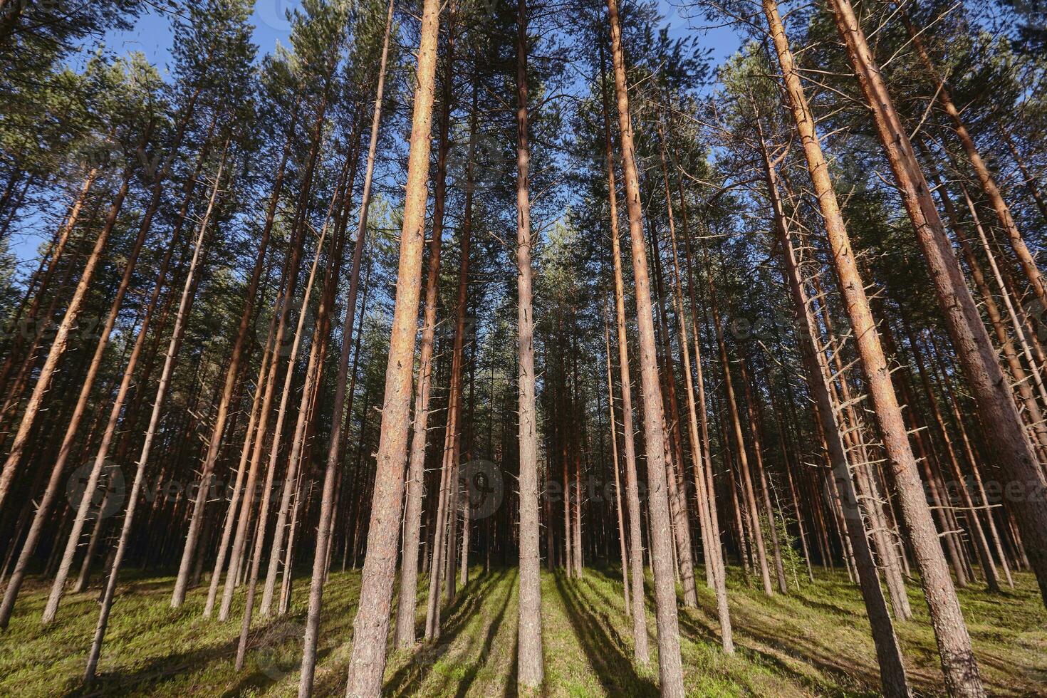 Beautiful landscape of pine forest in summer day. The tall trees of the pine trees growing in the old forest. photo