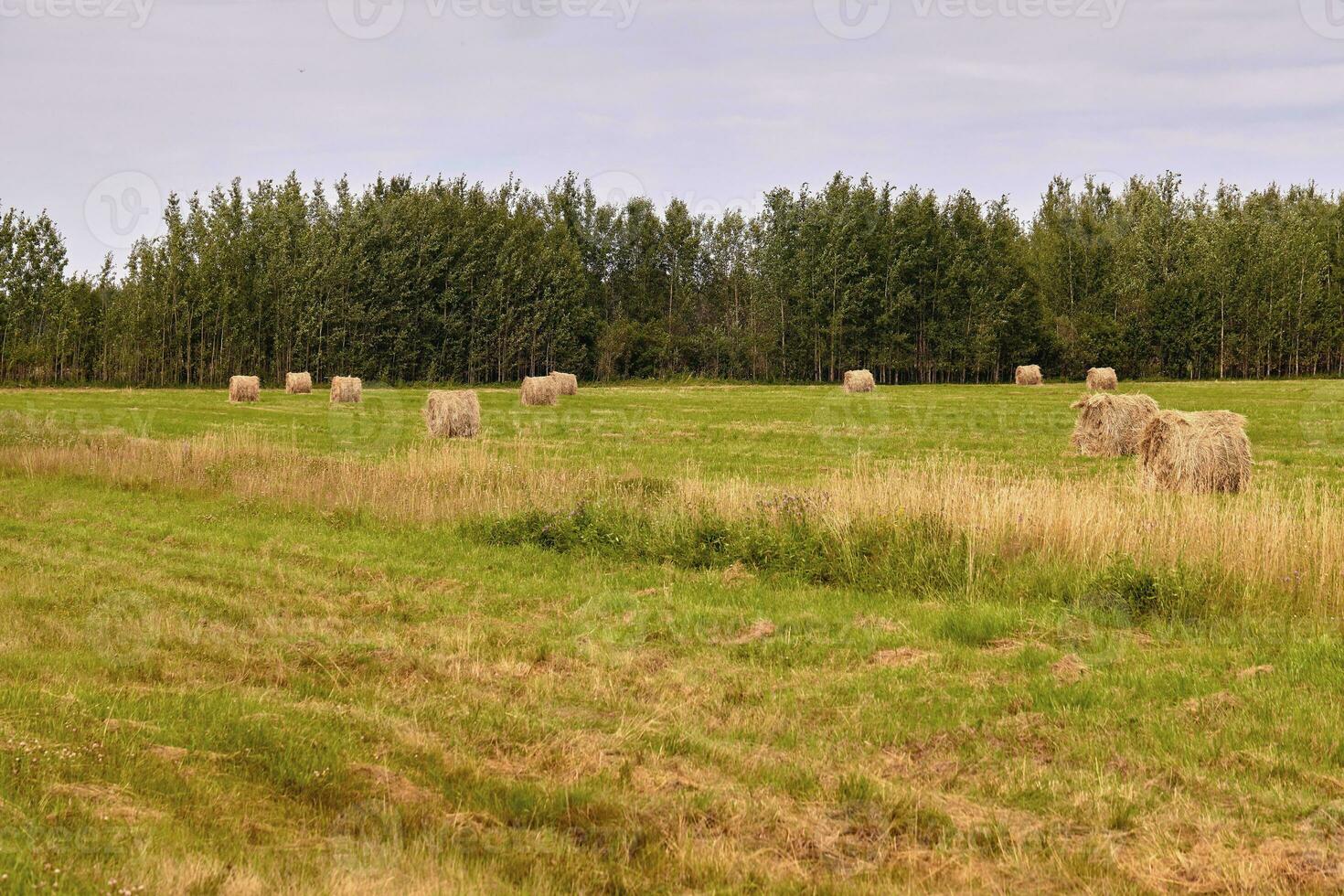 Haystack harvest agriculture field landscape. Agriculture field haystack view. photo