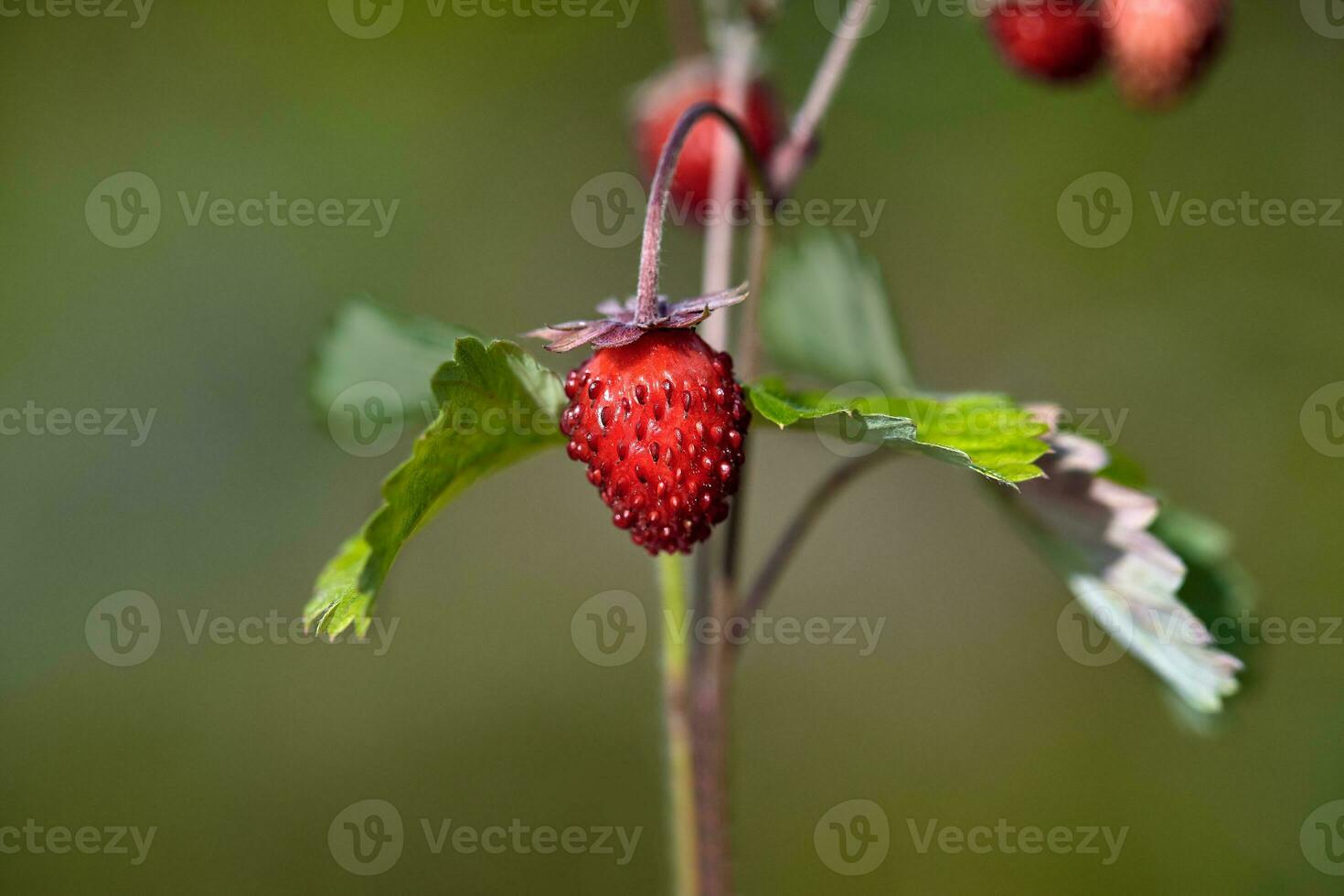 Organic wild ripe strawberry in forest.Macro shot, focus on a foreground, blurred background photo