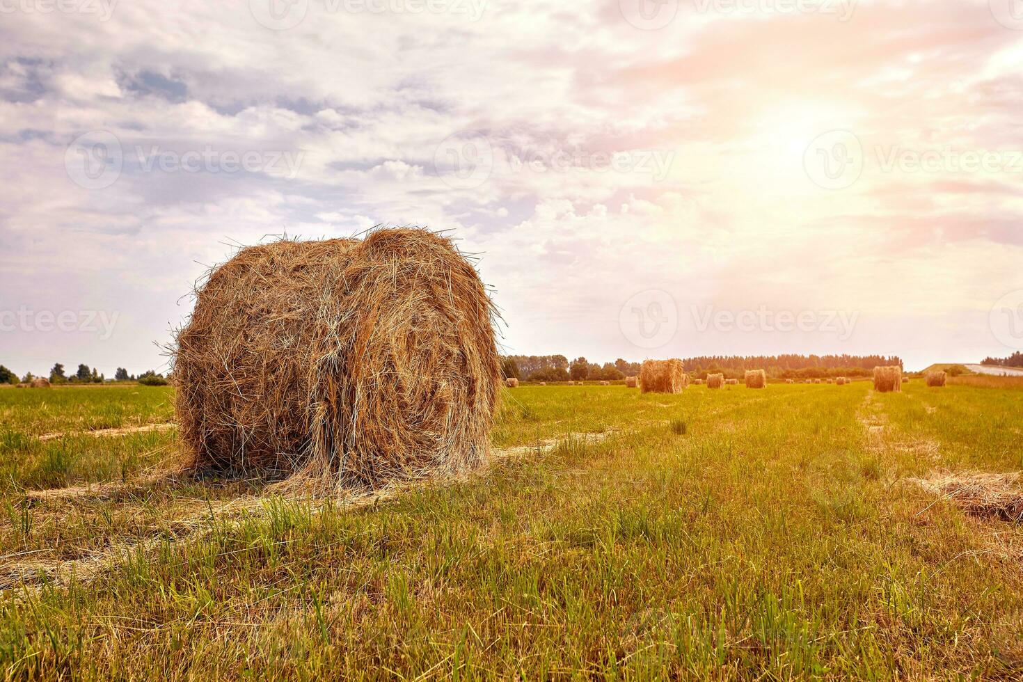 Haystack harvest agriculture field landscape. Agriculture field haystack view. Sun flare photo