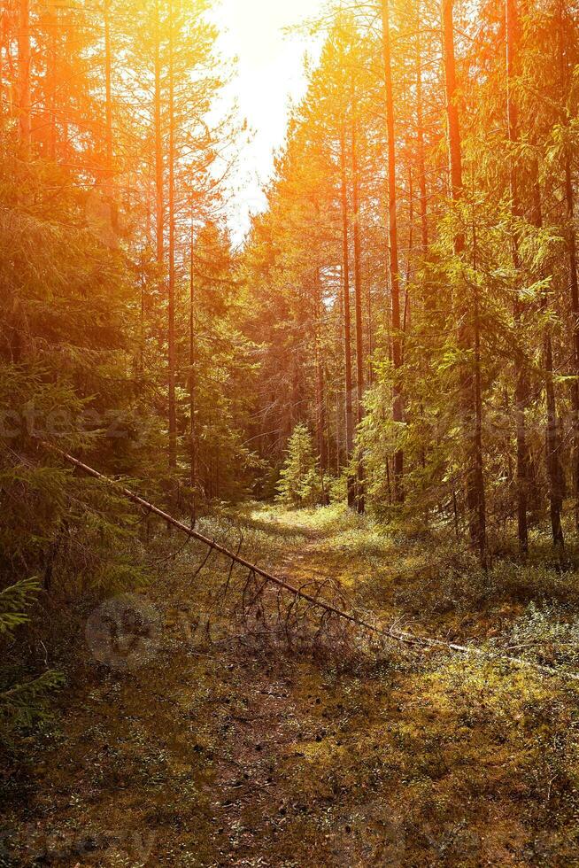 bosque la carretera debajo puesta de sol rayos de sol carril corriendo mediante el verano caduco bosque a amanecer o amanecer. foto