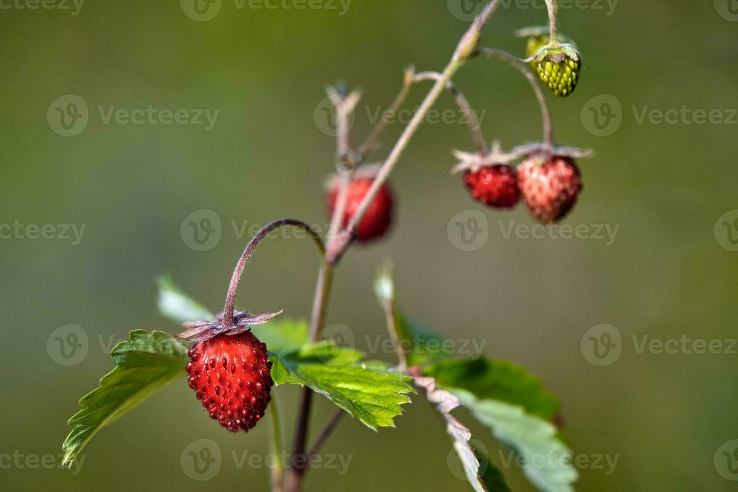 Organic wild ripe strawberry in forest.Macro shot, focus on a foreground, blurred background photo