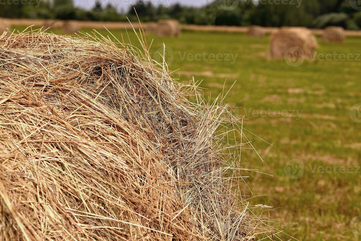 Haystack harvest agriculture field landscape. Agriculture field haystack view. Close-up photo