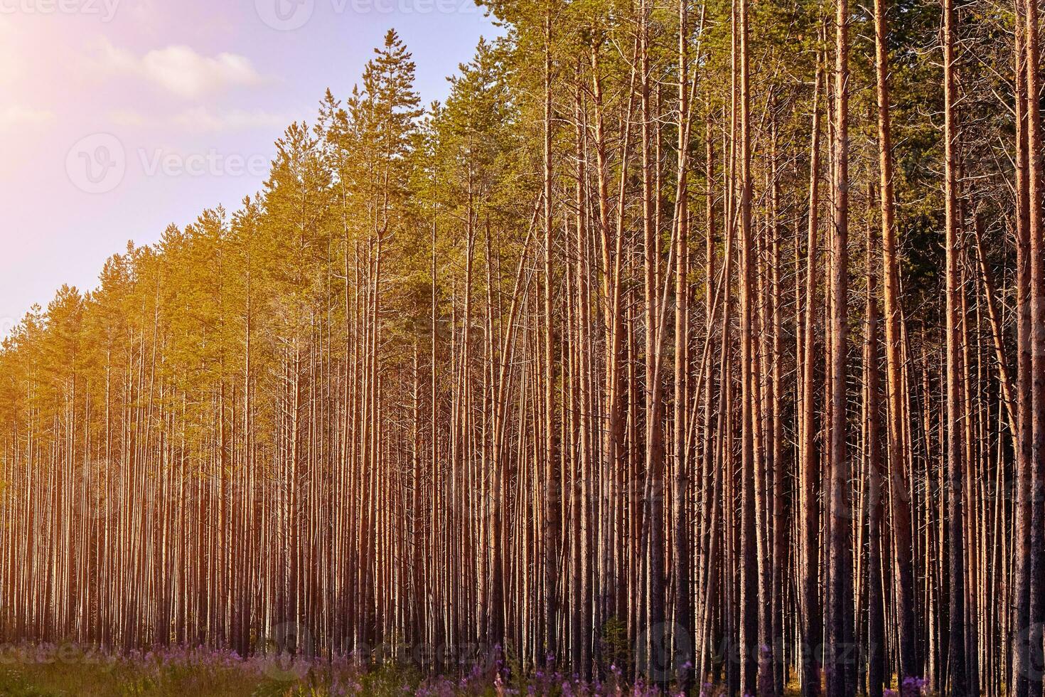 Beautiful landscape of pine forest in summer day. The tall trees of the pine trees growing in the old forest. photo
