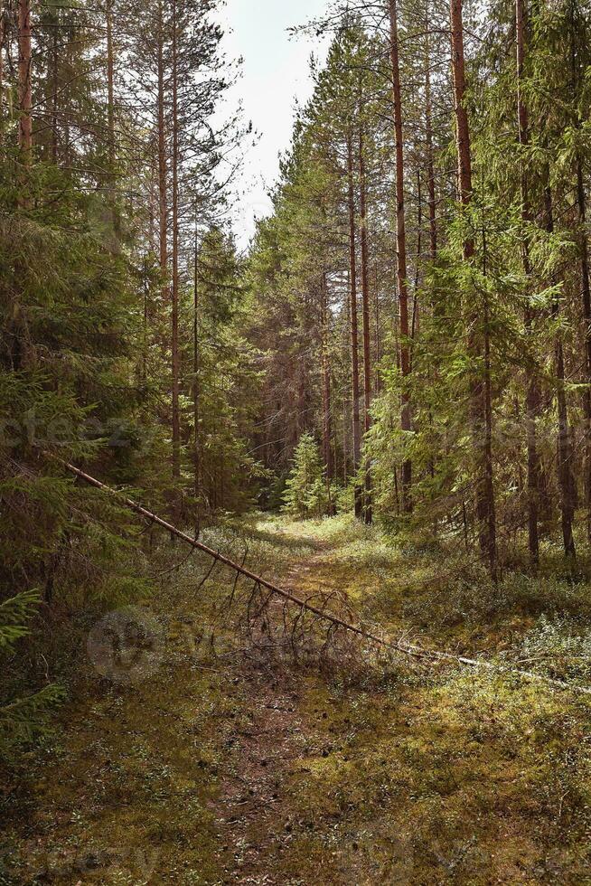 Forest road under sunset sunbeams. Lane running through the summer deciduous forest at dawn or sunrise. photo