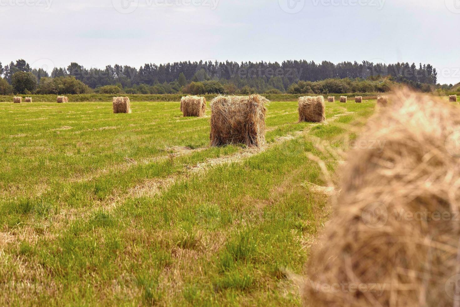 Haystack harvest agriculture field landscape. Agriculture field haystack view. photo