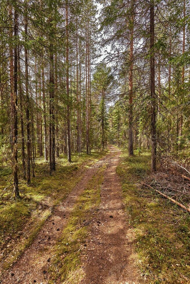 Forest road under sunset sunbeams. Lane running through the summer deciduous forest at dawn or sunrise. photo