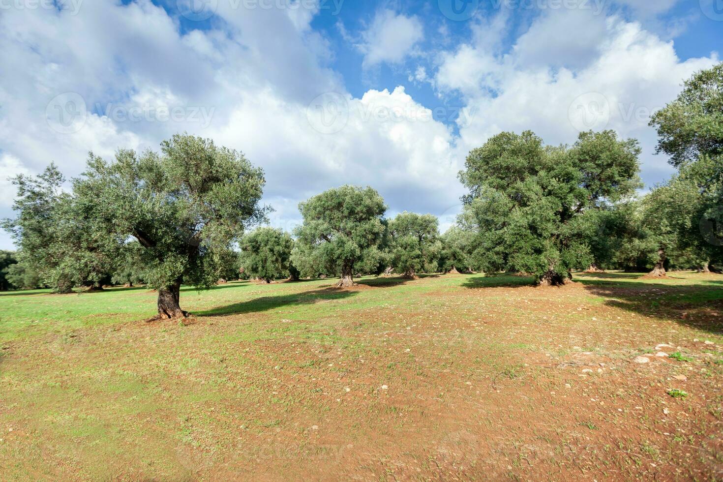 Alluring view on a grass field and a beautiful olive trees in Apulia countryside, Italy. photo