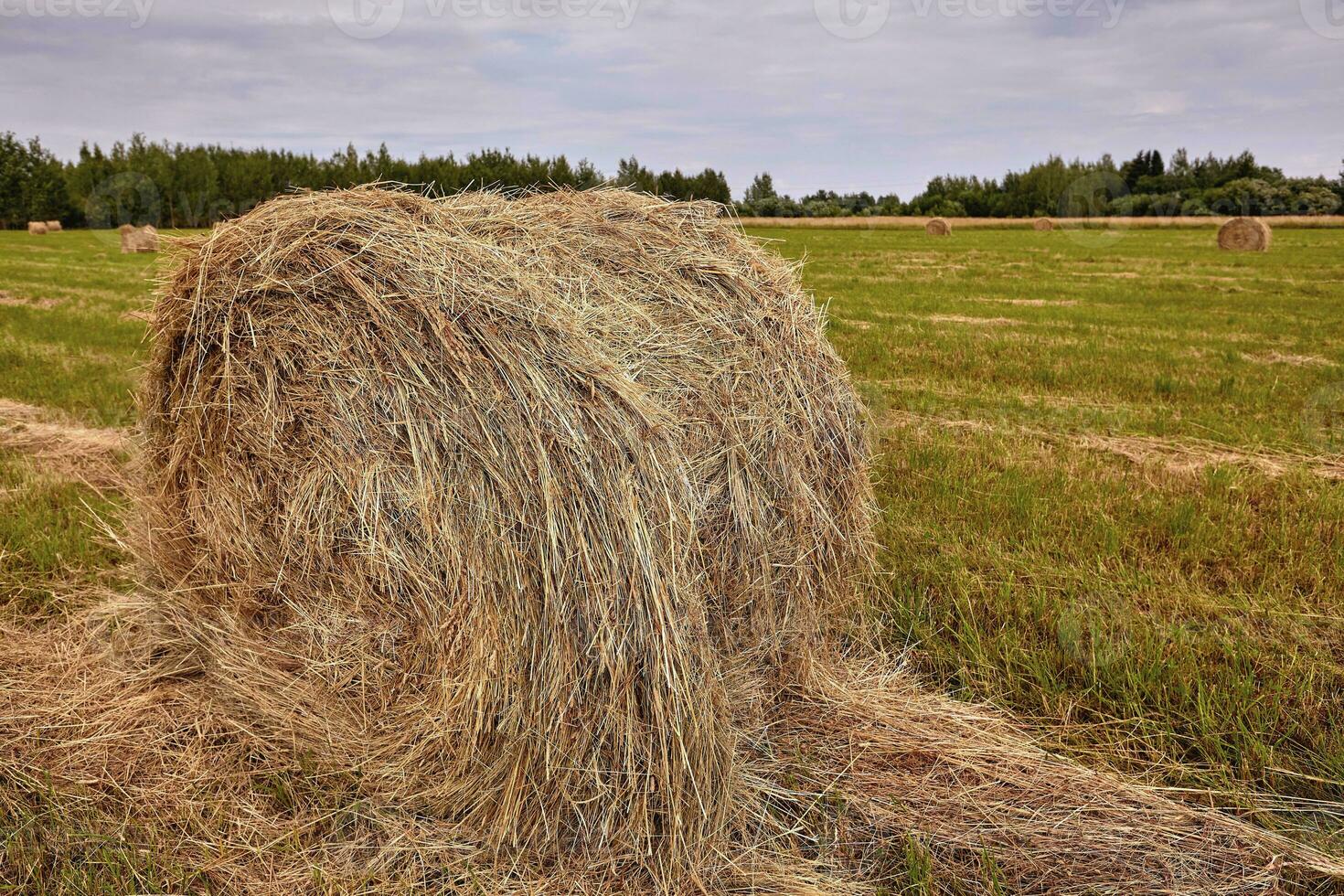 Haystack harvest agriculture field landscape. Agriculture field haystack view. photo