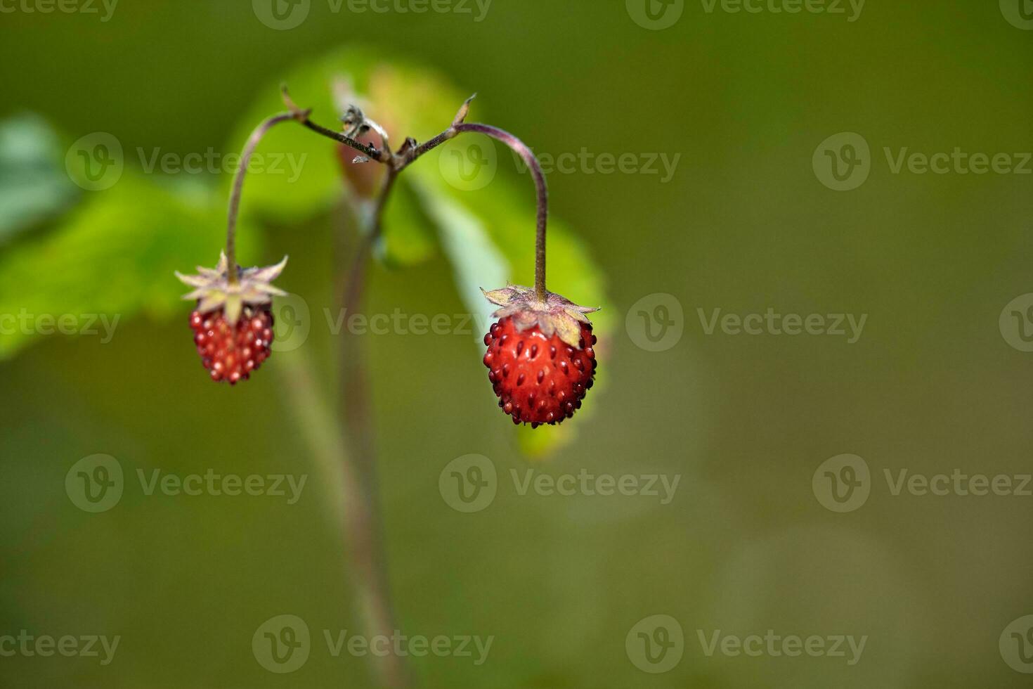 Organic wild ripe strawberry in forest.Macro shot, focus on a foreground, blurred background photo