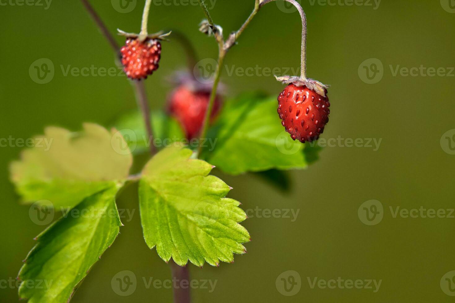 Organic wild ripe strawberry in forest.Macro shot, focus on a foreground, blurred background photo