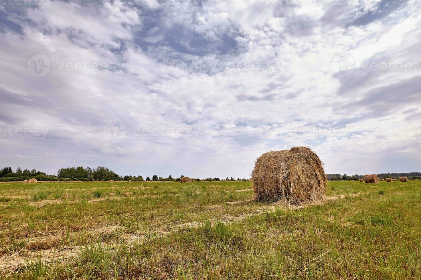 Haystack harvest agriculture field landscape. Agriculture field haystack view. photo