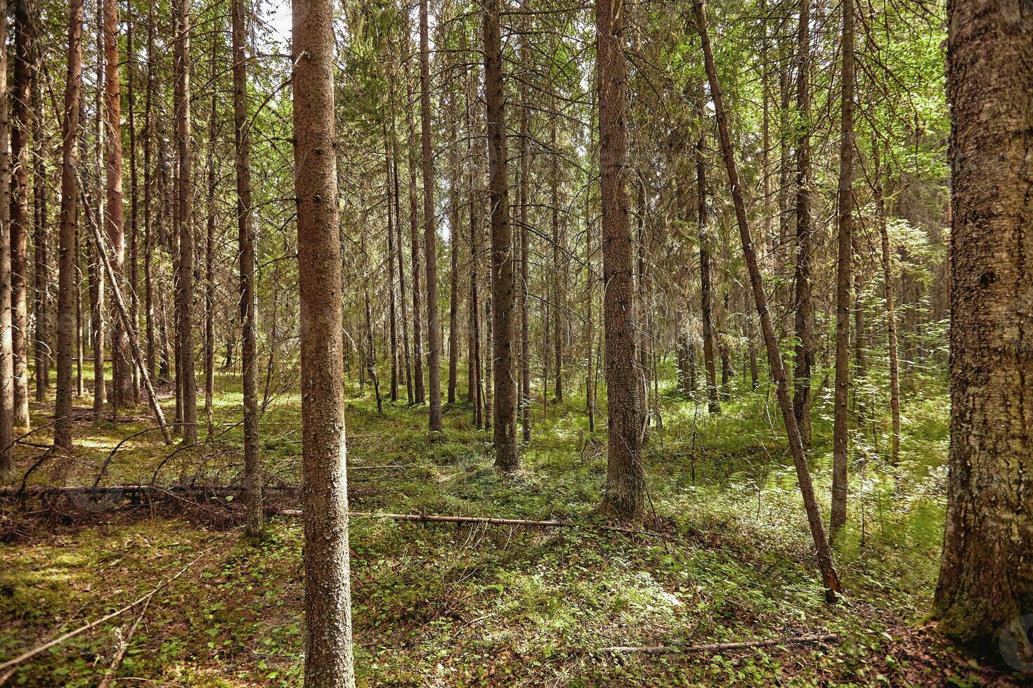 Beautiful landscape of pine forest in summer day. The tall trees of the pine trees growing in the old forest. photo