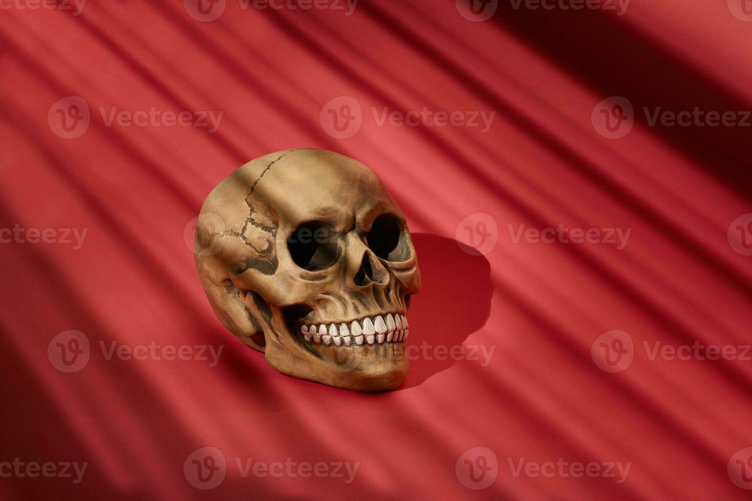 Realistic model of a human skull with teeth on a red striped background. Medical science or Halloween horror concept. photo