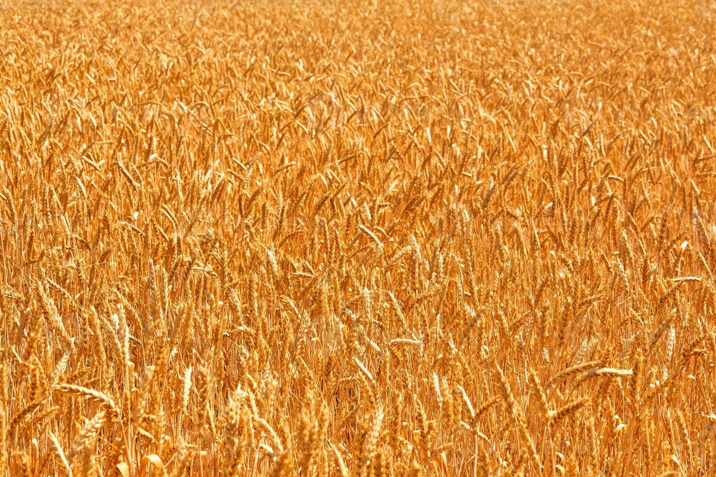 Wheat field. Ears of golden wheat close up. Beautiful Nature Sunset Landscape. Rural Scenery under Shining Sunlight. Background of ripening ears of meadow wheat field. photo