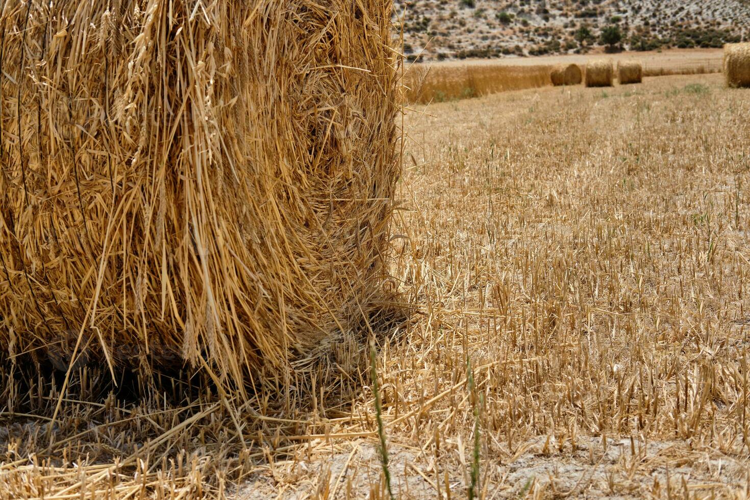 Half harvested ripe wheat field with haystacks in rural countryside. Landscape with golden spikelets. Summer harvest. Agricultural business concept. photo