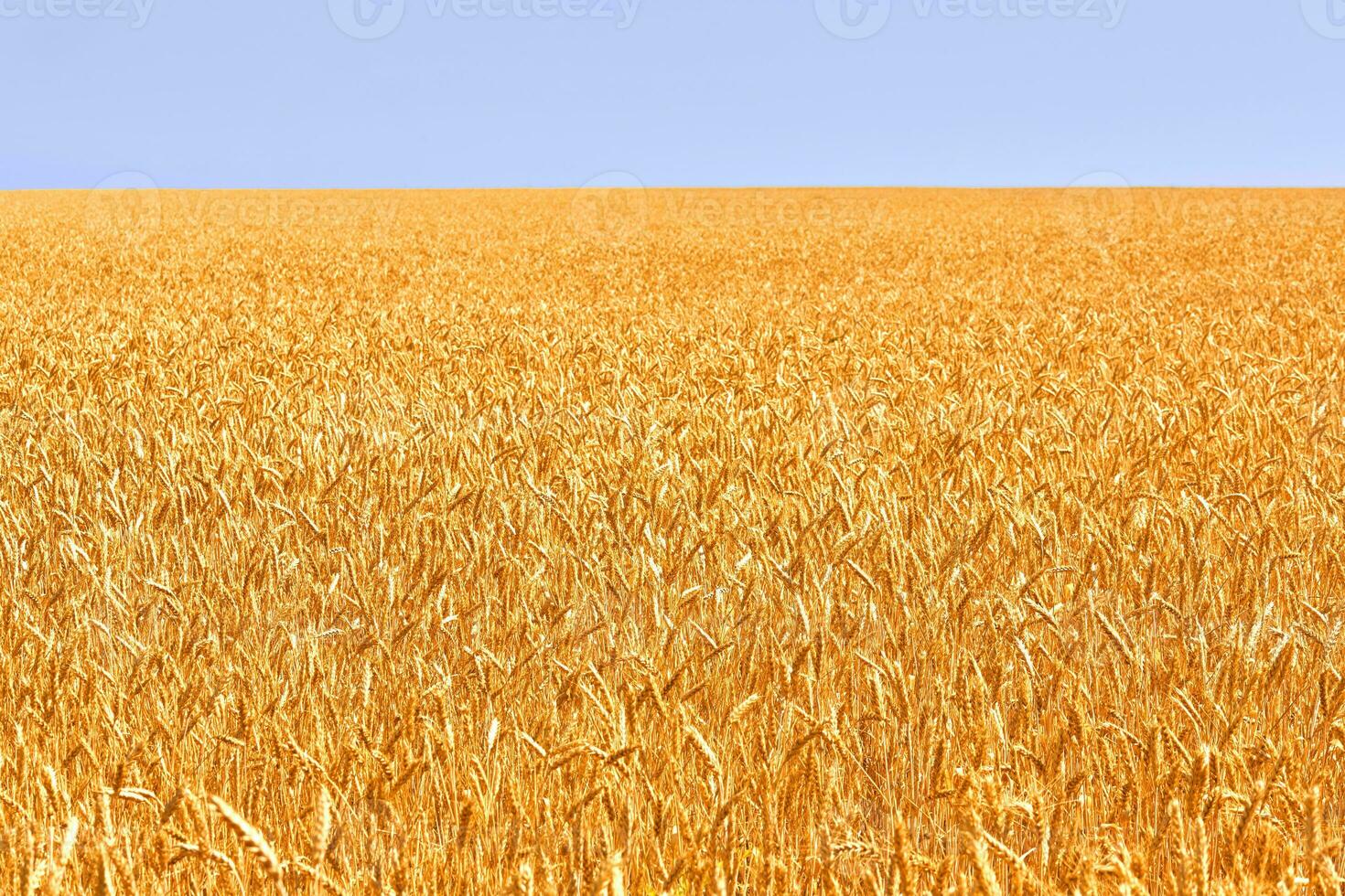 Wheat field. Ears of golden wheat. Beautiful Nature. Rural Scenery under Shining Sunlight. Background of ripening ears of meadow wheat field. photo