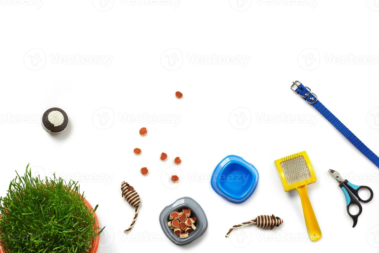 Flat lay composition with accessories for a cat isolated on white background. Pet care. photo