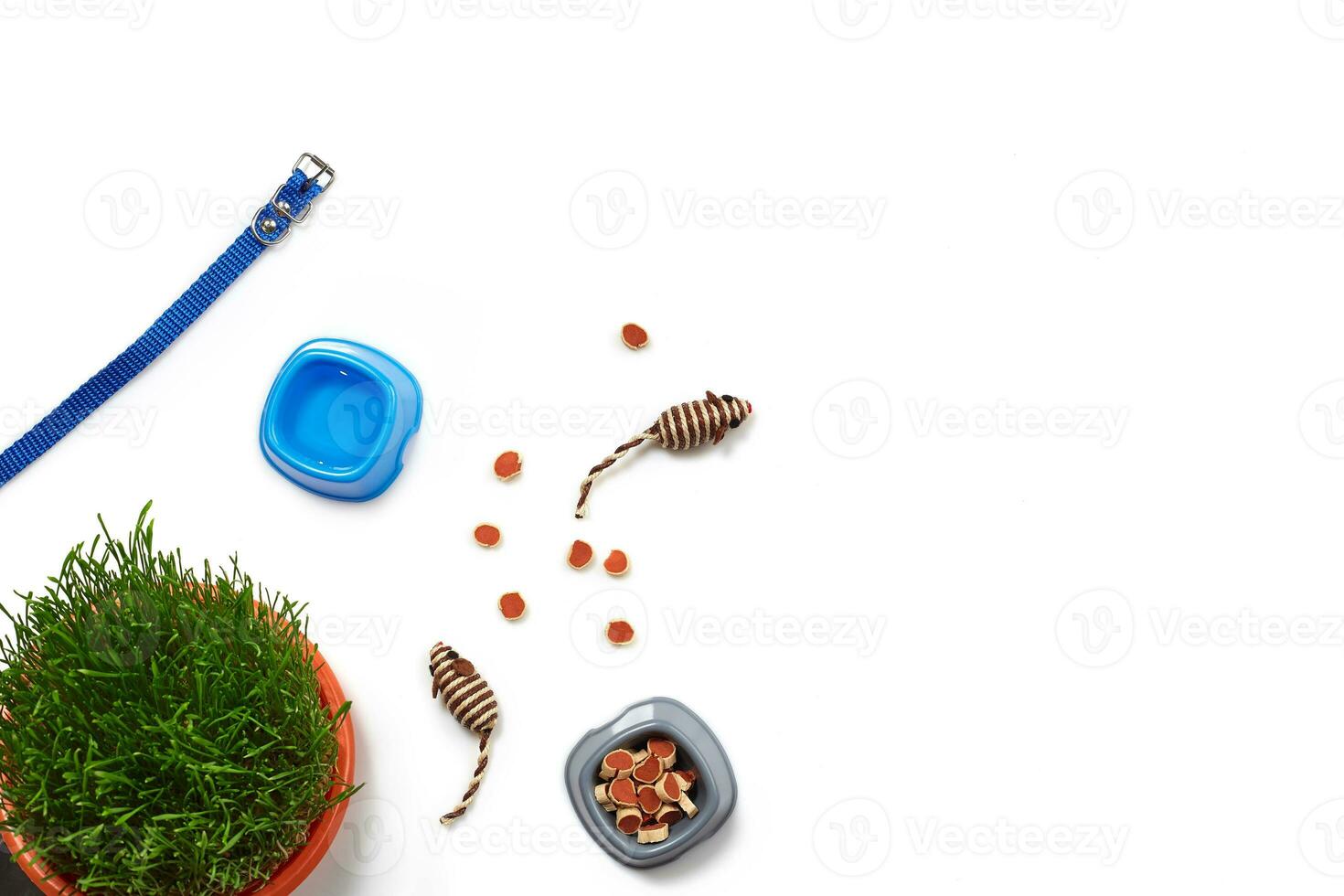 Flat lay composition with accessories for a cat isolated on white background. Pet care. photo